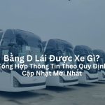 Bằng D Lái Được Xe Gì Theo Quy Định Cập Nhật Mới Nhất